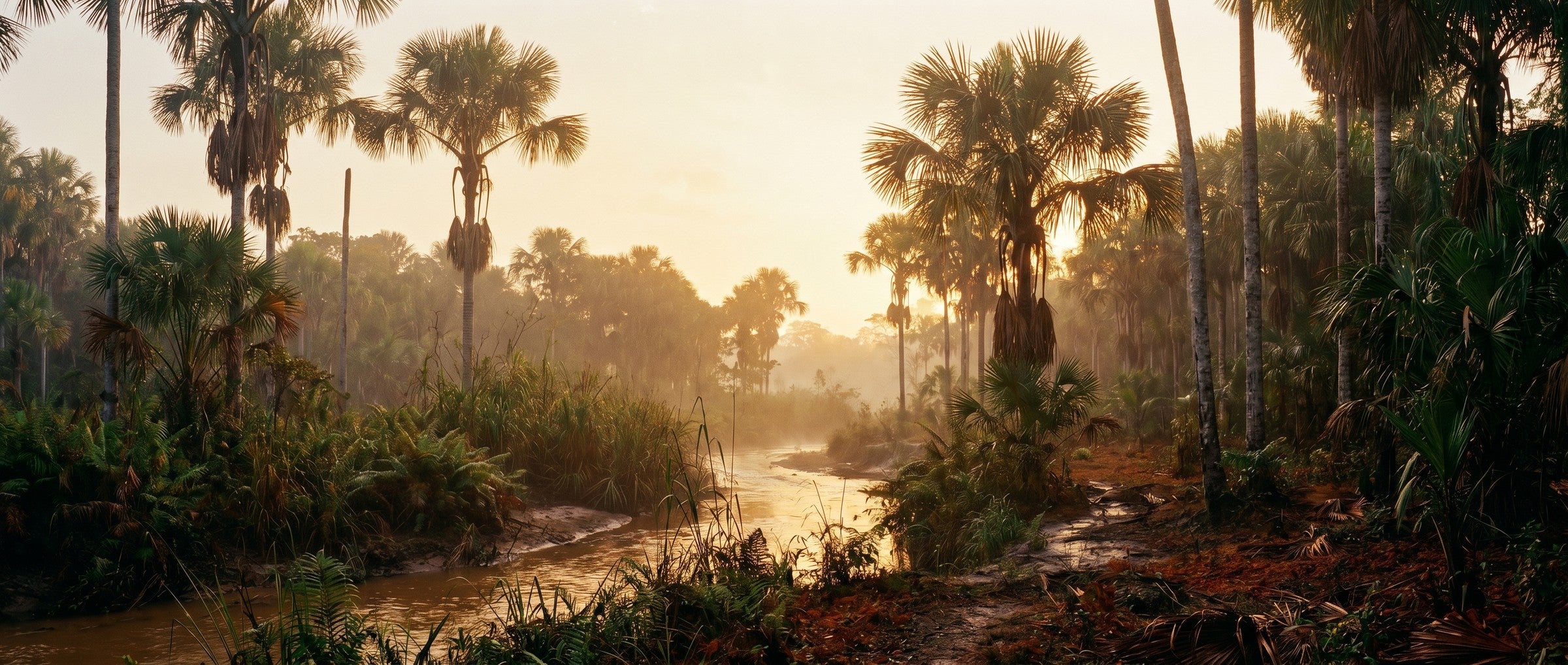 Mauritia flexuosa palm grove at golden hour in Honduras